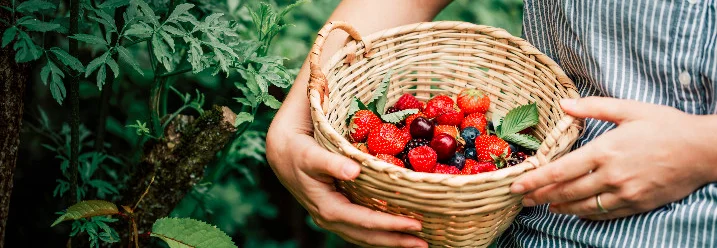 Person mit Korb voller Beeren